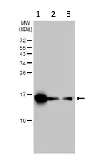 Western blot - Anti-Calcineurin B/PPP3R1 antibody (AB154650)