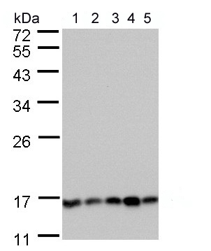 Western blot - Anti-Calcineurin B/PPP3R1 antibody (AB154650), expandable thumbnail