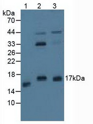 Western blot - Anti-Calcineurin B/PPP3R1 antibody (AB231630), expandable thumbnail