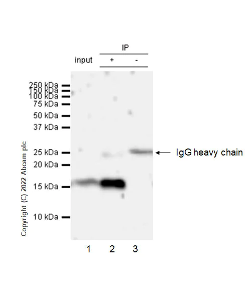Immunoprecipitation - Anti-Calcineurin B/PPP3R1 antibody [EPR24992-18] (AB303482)