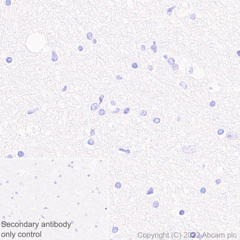 Immunohistochemistry (Formalin/PFA-fixed paraffin-embedded sections) - Anti-Calcineurin B/PPP3R1 antibody [EPR24992-18] - BSA and Azide free (AB303483)