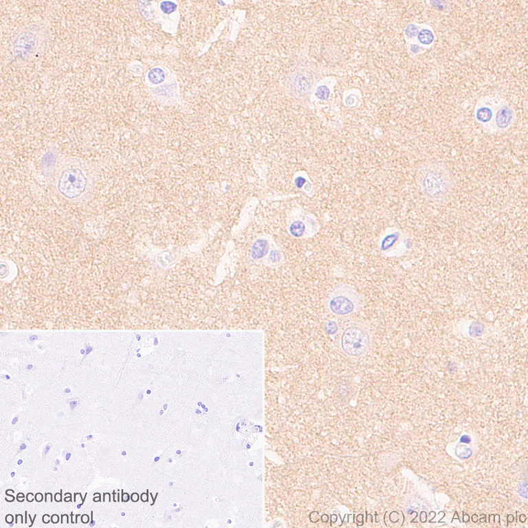 Immunohistochemistry (Formalin/PFA-fixed paraffin-embedded sections) - Anti-Calcineurin B/PPP3R1 antibody [EPR24992-18] - BSA and Azide free (AB303483)