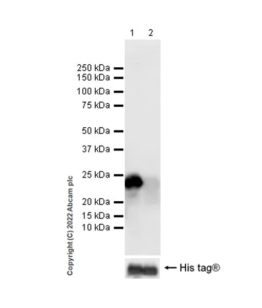 Western blot - Anti-Calcineurin B/PPP3R1 antibody [EPR24992-18] - BSA and Azide free (AB303483)