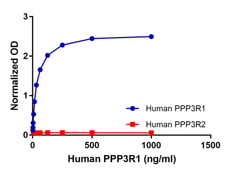 ELISA - Anti-Calcineurin B/PPP3R1 antibody [EPR24992-44] - BSA and Azide free (Capture) (AB300723)