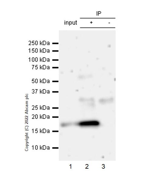 Immunoprecipitation - Anti-Calcineurin B/PPP3R1 + Calcineurin BII/PPP3R2 antibody [EPR24992-14] (AB303562), expandable thumbnail