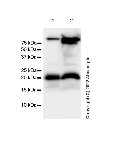 Western blot - Anti-Calcineurin B/PPP3R1 + Calcineurin BII/PPP3R2 antibody [EPR24992-14] (AB303562)