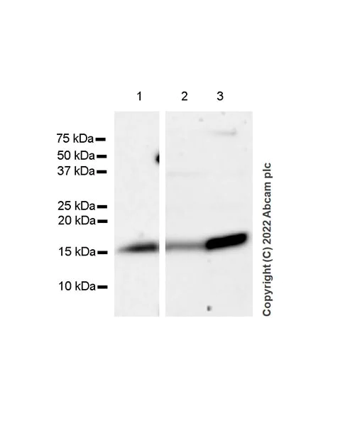 Western blot - Anti-Calcineurin B/PPP3R1 + Calcineurin BII/PPP3R2 antibody [EPR24992-14] - BSA and Azide free (AB303563)
