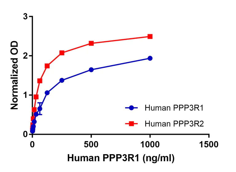 ELISA - Anti-Calcineurin B/PPP3R1+Calcineurin BII/PPP3R2 antibody [EPR24992-14] -BSA & Azide free (Detector) (AB300724)