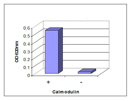 Functional Studies - Calcineurin Phosphatase Activity Assay Kit (Colorimetric) (AB139461)