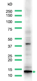 Western blot - Anti-Calcitonin antibody (AB8553)