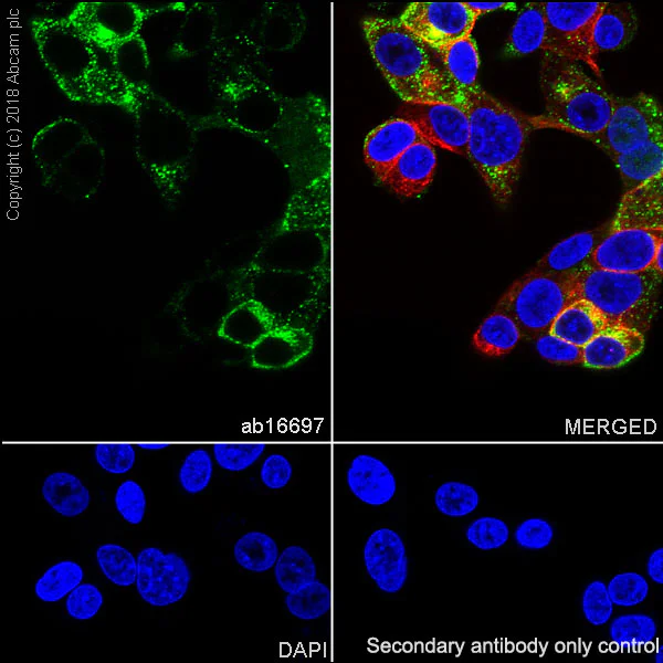 Immunocytochemistry/ Immunofluorescence - Anti-Calcitonin antibody [SP17] (AB16697)