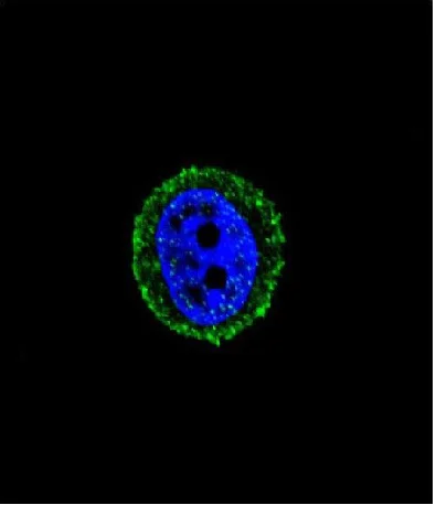Immunocytochemistry/ Immunofluorescence - Anti-Calcitonin receptor/CT-R antibody (AB230500)