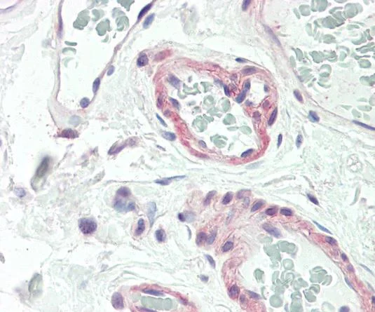 Immunohistochemistry (Formalin/PFA-fixed paraffin-embedded sections) - Anti-Calcitonin receptor/CT-R antibody (AB230500)
