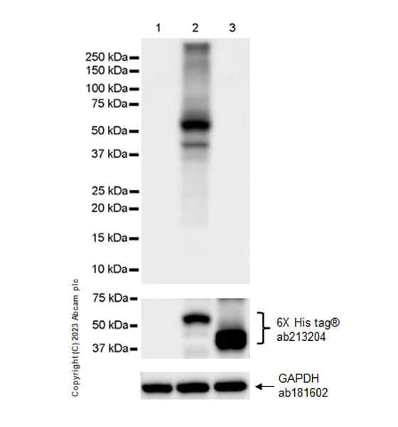 Western blot - Anti-Calcitonin receptor/CT-R antibody [EPR27455-47] - BSA and Azide free (AB313336)