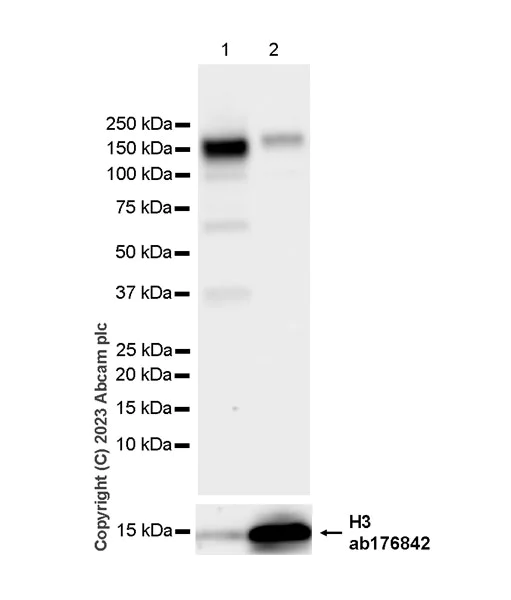 Western blot - Anti-Calcium channel L type DHPR alpha 2 subunit/CACNA2D1 antibody [EPR23267-59] (AB313763)