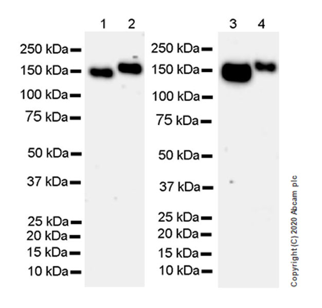 Western blot - Anti-Calcium channel L type DHPR alpha 2 subunit/CACNA2D1 antibody [EPR23267-8] (AB253190)