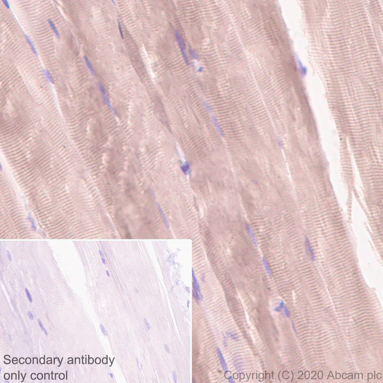 Immunohistochemistry (Formalin/PFA-fixed paraffin-embedded sections) - Anti-Calcium channel L type DHPR alpha 2 subunit/CACNA2D1 antibody [EPR23267-8] - BSA and Azide free (AB273881)