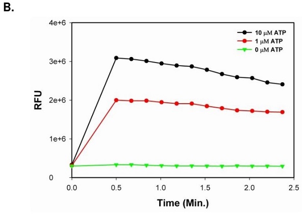 Flow Cytometry - Calcium Flux Assay Kit (Flow cytometry) (AB233472), expandable thumbnail