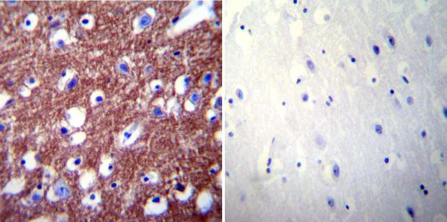 Immunohistochemistry (Formalin/PFA-fixed paraffin-embedded sections) - Anti-Calcium Pump PMCA2 ATPase antibody (AB3529)