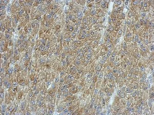 Immunohistochemistry (Formalin/PFA-fixed paraffin-embedded sections) - Anti-Calcium Pump PMCA3 ATPase antibody (AB154213)