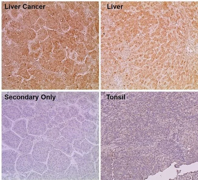 Immunohistochemistry - Anti-Calcium Pump PMCA3 ATPase antibody (AB3530)