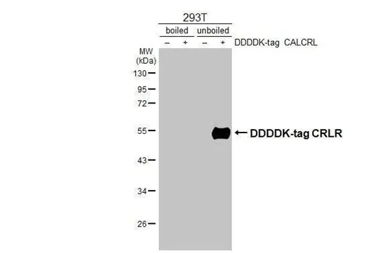Western blot - Anti-CALCRL antibody [HL3876] - BSA and Azide free (AB325847)