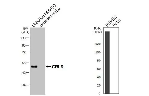 Western blot - Anti-CALCRL antibody [HL3876] - BSA and Azide free (AB325847)