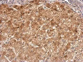 Immunohistochemistry (Formalin/PFA-fixed paraffin-embedded sections) - Anti-CalDAG-GEFI antibody (AB137608)