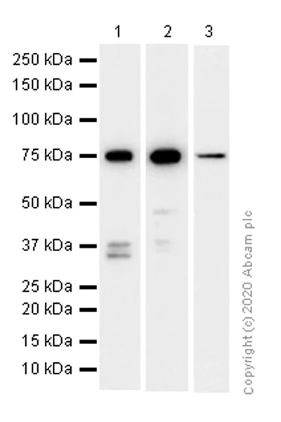 Western blot - Anti-Caldesmon/CDM antibody [E89] - BSA and Azide free (AB215275)