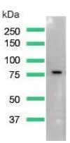 Western blot - Anti-Caldesmon/CDM antibody [SP226] (AB183339)