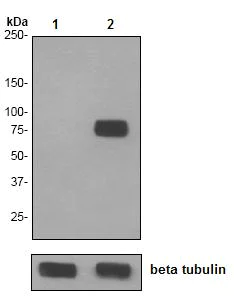 Western blot - Anti-Caldesmon/CDM (phospho S759) antibody [EPR2212] (AB76106)