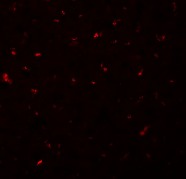 Immunocytochemistry/ Immunofluorescence - Anti-CALHM1 antibody (AB106561), expandable thumbnail