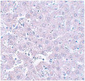 Immunohistochemistry (Formalin/PFA-fixed paraffin-embedded sections) - Anti-CALHM1 antibody (AB106561), expandable thumbnail