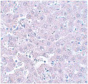 Immunohistochemistry (Formalin/PFA-fixed paraffin-embedded sections) - Anti-CALHM1 antibody (AB106561)