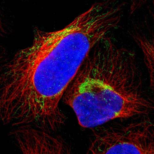 Immunocytochemistry/ Immunofluorescence - Anti-CALHM2 antibody (AB121446), expandable thumbnail