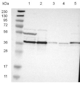Western blot - Anti-CALHM2 antibody (AB121446), expandable thumbnail
