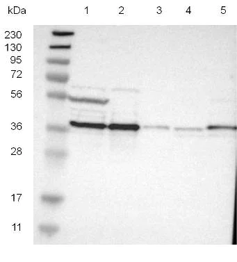 Western blot - Anti-CALHM2 antibody (AB121446)