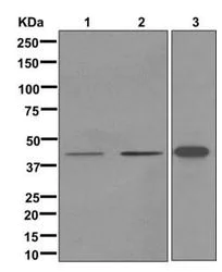 Western blot - Anti-CALHM3 antibody [EPR12513] - BSA and Azide free (AB249860)