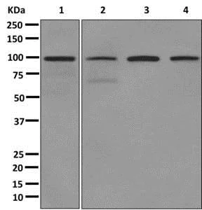 Western blot - Anti-Calmegin antibody [EPR11832-11] - BSA and Azide free (AB249695)