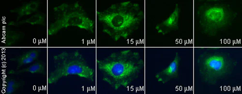 Immunocytochemistry/ Immunofluorescence - Calmidazolium chloride, Calmodulin inhibitor (AB120658)