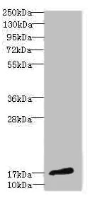 Western blot - Anti-CALML3 antibody (AB230240)