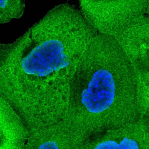 Immunocytochemistry/ Immunofluorescence - Anti-CALML5 antibody (AB122665), expandable thumbnail