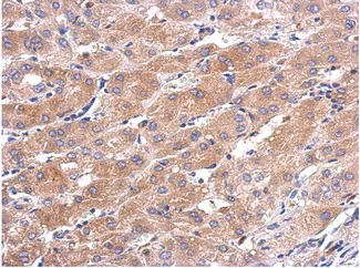 Immunohistochemistry (Formalin/PFA-fixed paraffin-embedded sections) - Anti-CALML5 antibody (AB154631)