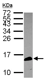 Western blot - Anti-CALML5 antibody (AB154631)
