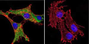 Immunocytochemistry/ Immunofluorescence - Anti-Calmodulin 1/2/3 antibody [2D1] (AB2860)