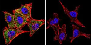 Immunocytochemistry/ Immunofluorescence - Anti-Calmodulin 1/2/3 antibody [2D1] (AB2860)