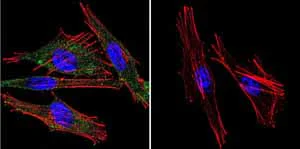 Immunocytochemistry/ Immunofluorescence - Anti-Calmodulin 1/2/3 antibody [2D1] (AB2860)