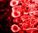 Immunohistochemistry (Formalin/PFA-fixed paraffin-embedded sections) - Anti-Calmodulin 1/2/3 antibody [2D1] (AB2860)