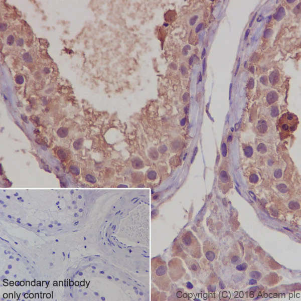 Immunohistochemistry (Formalin/PFA-fixed paraffin-embedded sections) - Anti-Calmodulin 1/2/3 antibody [EP799Y] - C-terminal (AB45689)