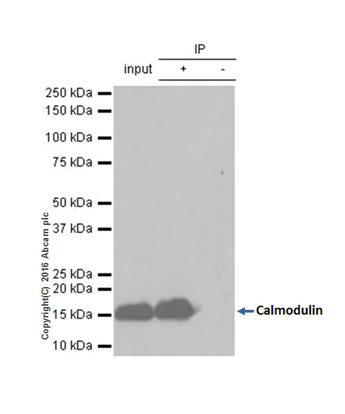 Immunoprecipitation - Anti-Calmodulin 1/2/3 antibody [EP799Y] - C-terminal (AB45689)
